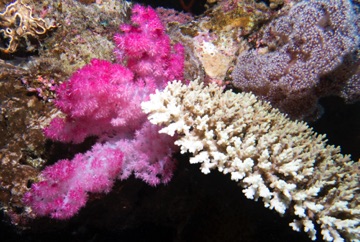 Coral